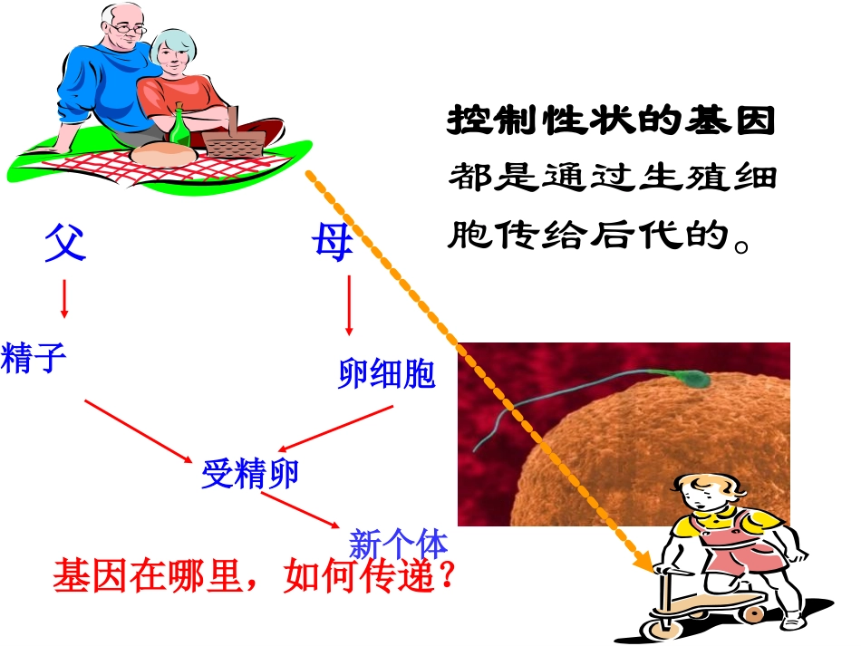 《基因在亲子代间的传递》生物的遗传和变异PPT课件_第3页