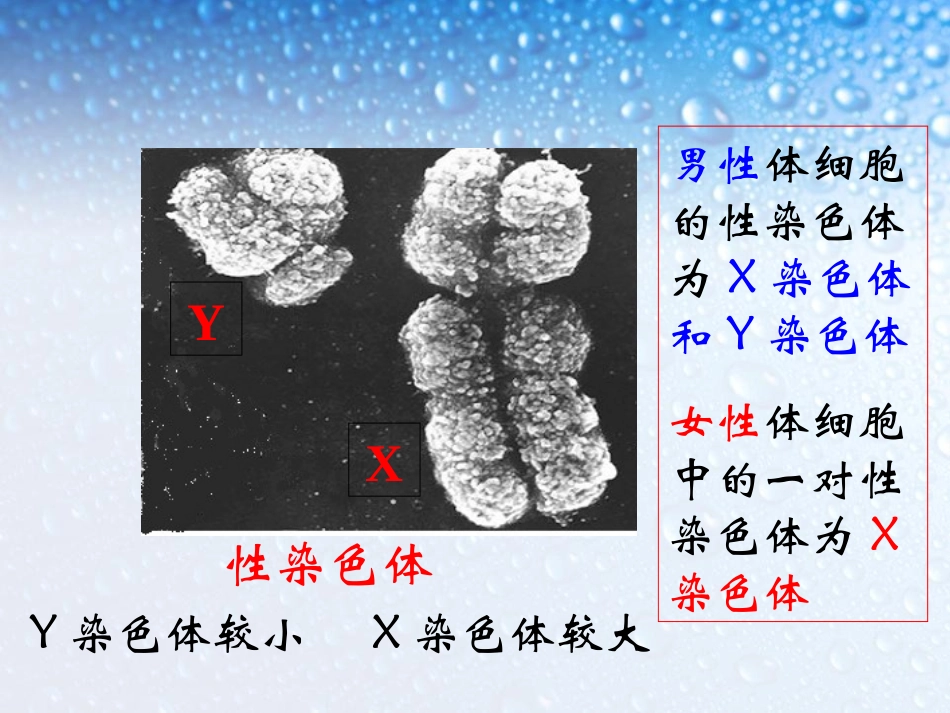《人的性别遗传》生物的遗传和变异PPT课件[人教版八年级生物]_第3页
