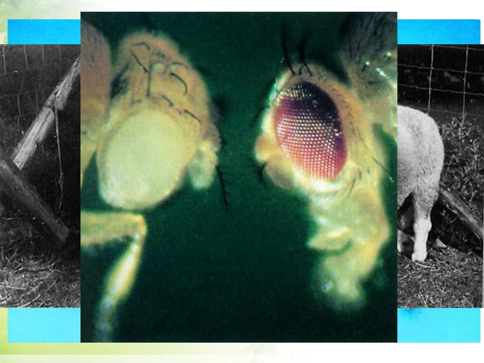 《生物的变异》生物的遗传和变异PPT课件[人教版八年级生物]_第3页