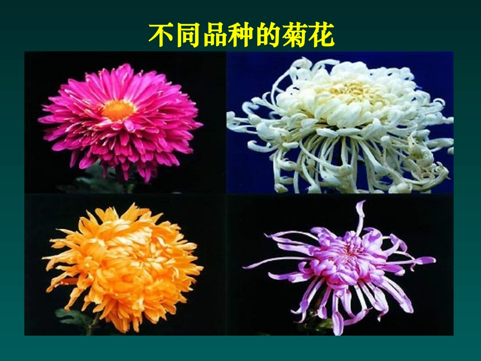《生物的变异》生物的遗传和变异PPT课件[人教版八年级生物]_第2页
