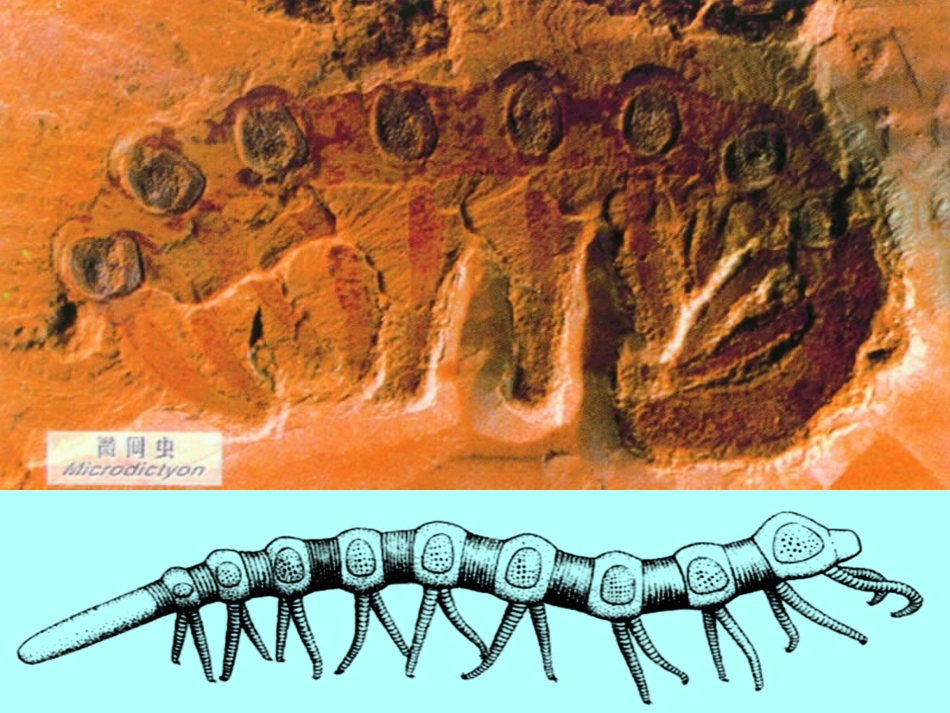 《生物进化的历程》生物的进化PPT课件[人教版八年级生物]_第2页