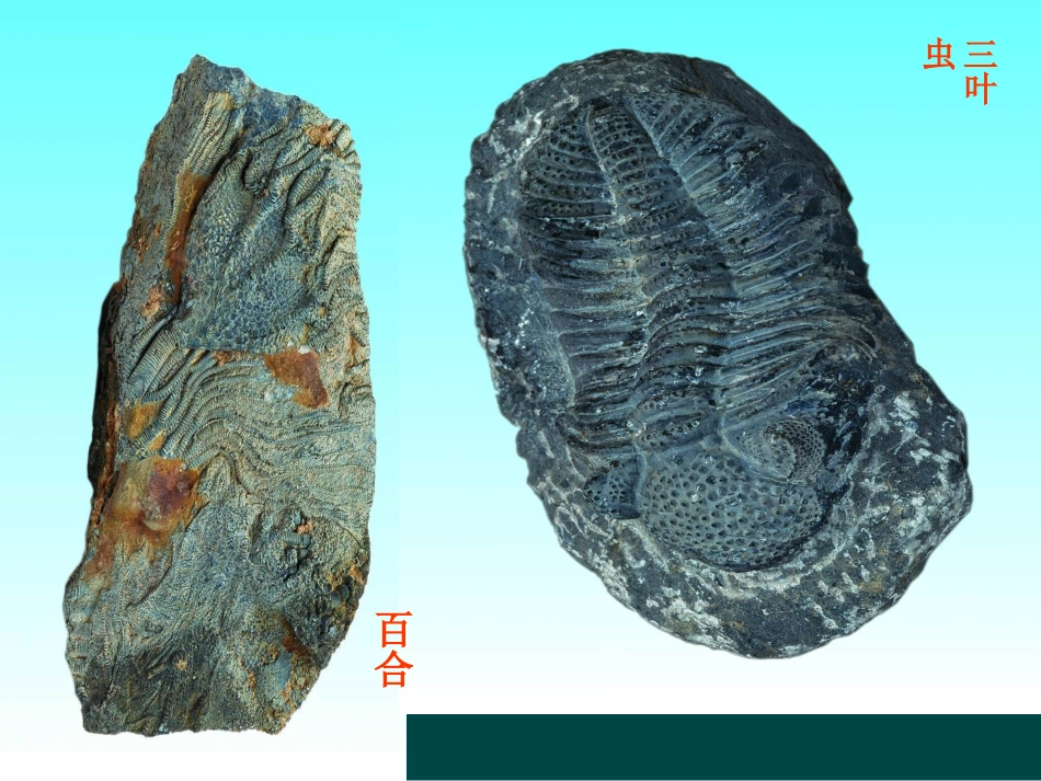 《生物进化的历程》生物的进化PPT课件[人教版八年级生物]_第3页