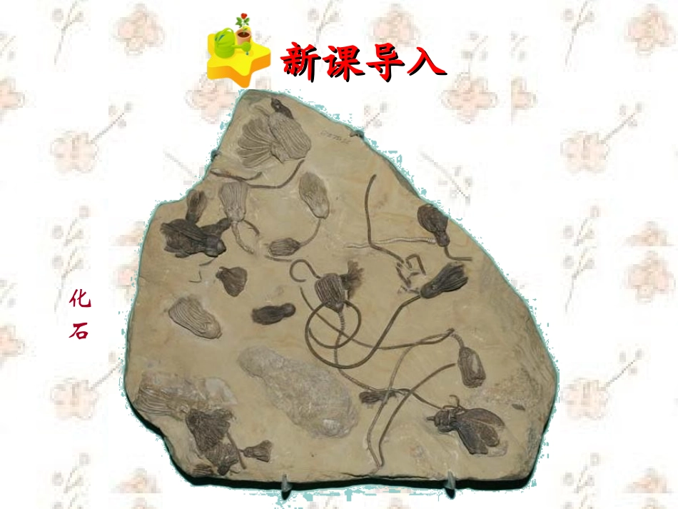 《生物进化的历程》生物的进化PPT课件[人教版八年级生物]_第1页