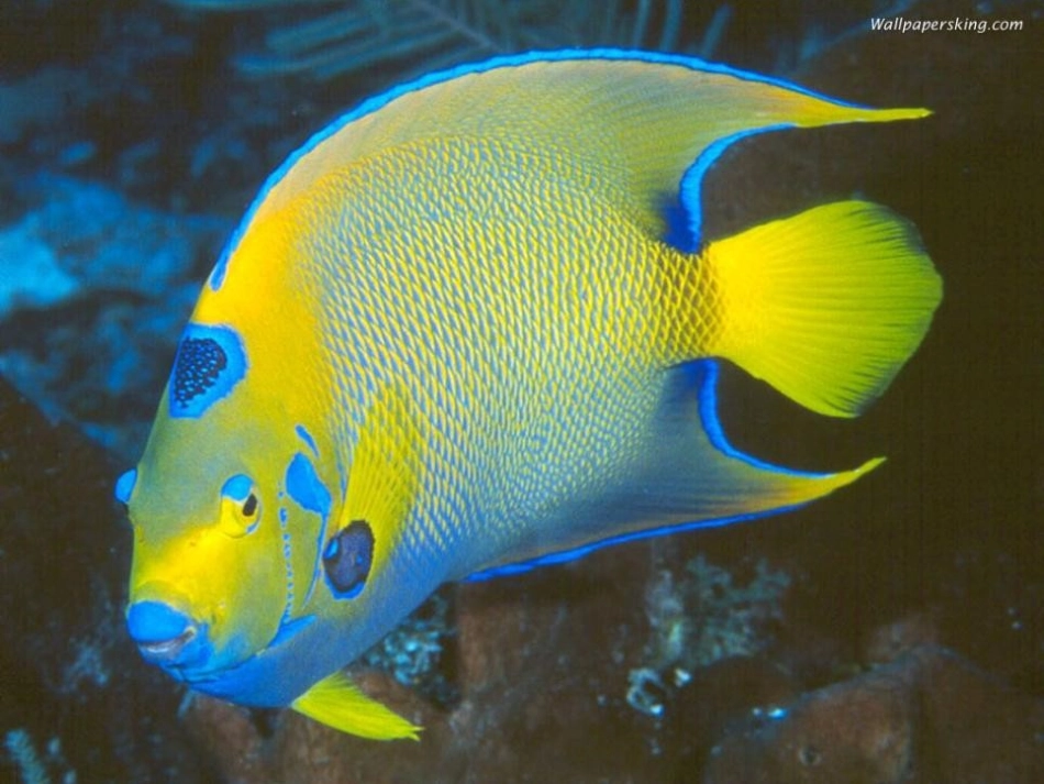 《生物进化的历程》生物的进化PPT课件[人教版八年级生物]_第2页