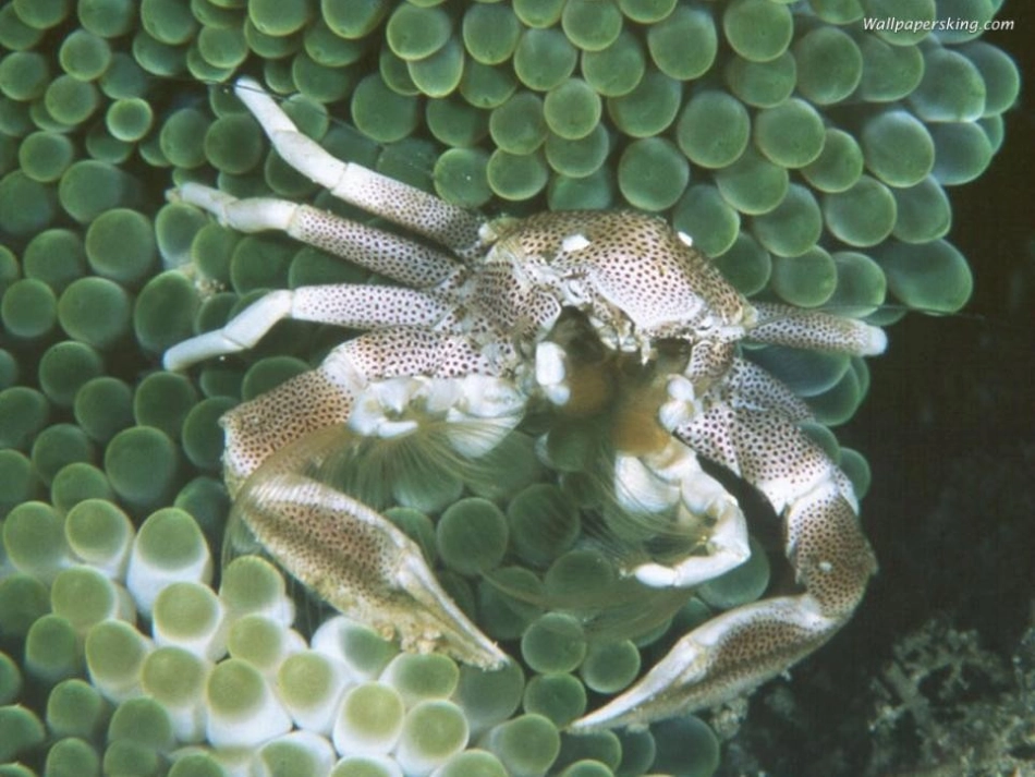 《生物进化的历程》生物的进化PPT课件[人教版八年级生物]_第3页