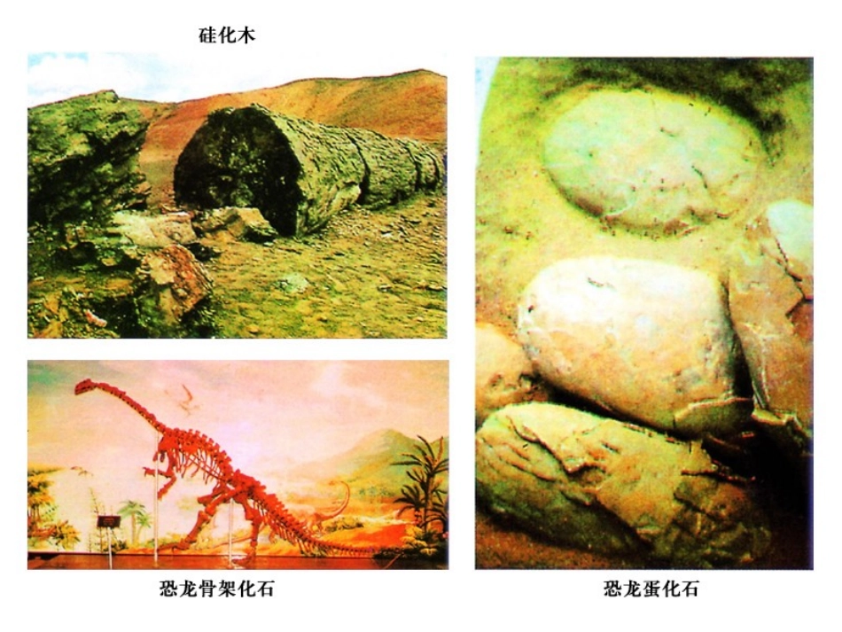 《生物进化的历程》生物的进化PPT课件[人教版八年级生物]_第3页