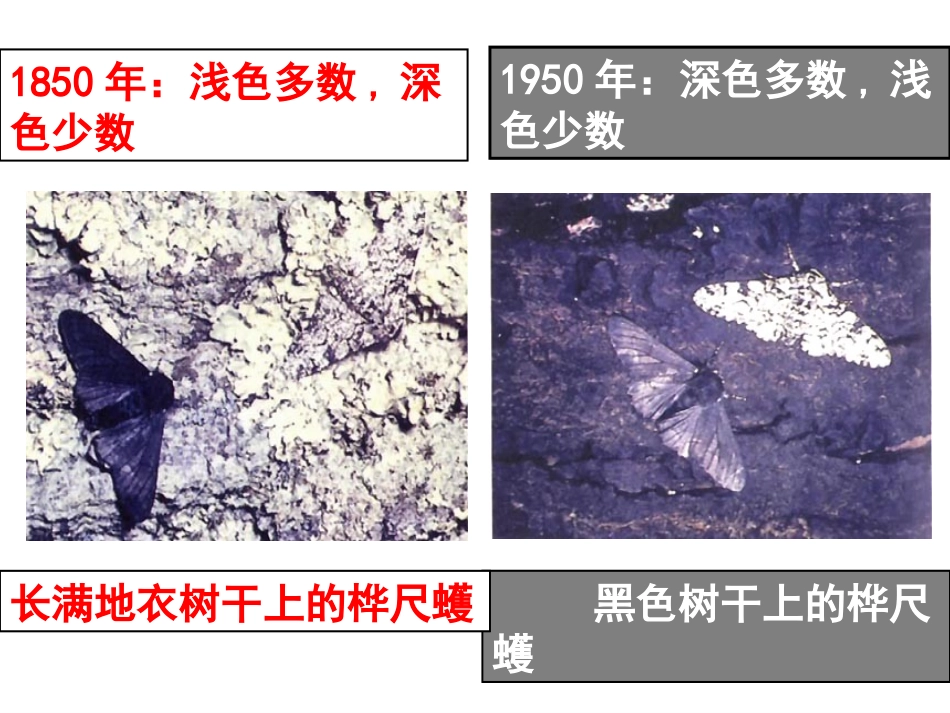 《生物进化的原因》生物的进化PPT课件[人教版八年级生物]_第2页