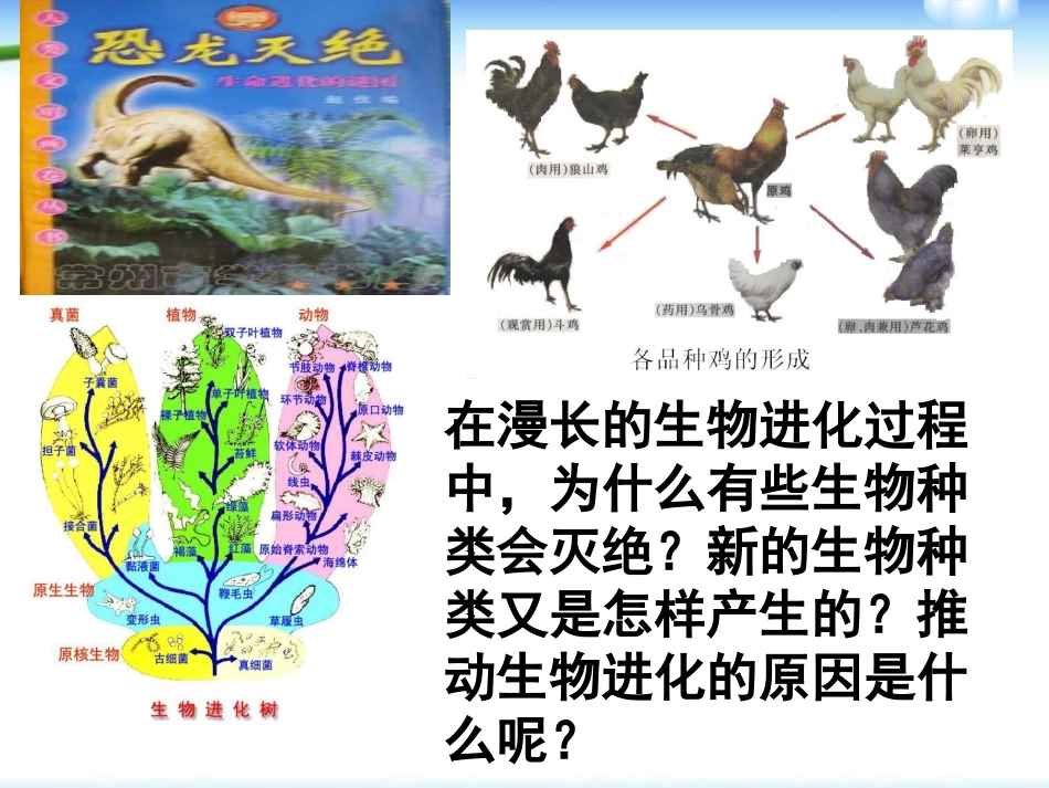 《生物进化的原因》生物的进化PPT课件[人教版八年级生物]_第3页