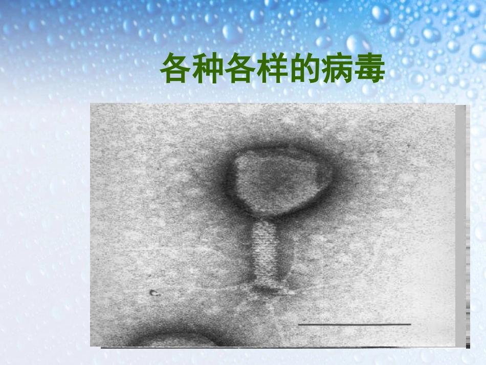 《免疫与计划免疫》传染病和免疫PPT课件[人教版八年级生物]_第3页