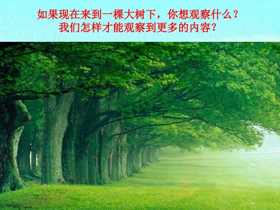 《我看到了什么》植物PPT课件[教科版三年级科学上册]_第3页