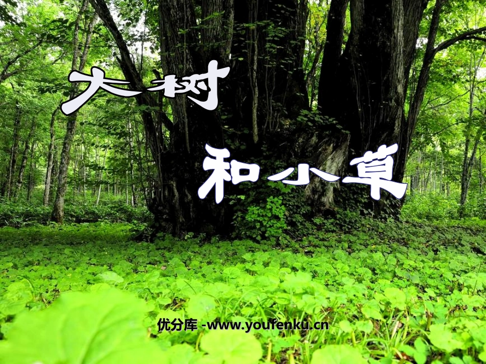 《大树和小草》植物PPT课件[教科版三年级科学上册]_第1页