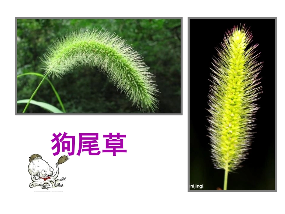 《大树和小草》植物PPT课件[教科版三年级科学上册]_第2页
