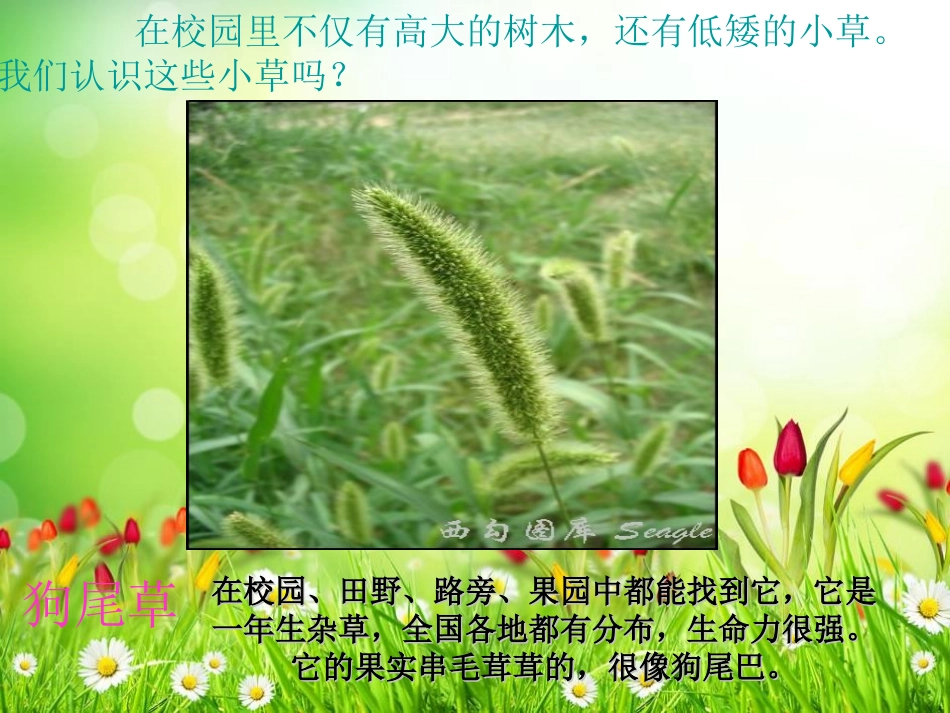 《大树和小草》植物PPT课件[教科版三年级科学上册]_第2页