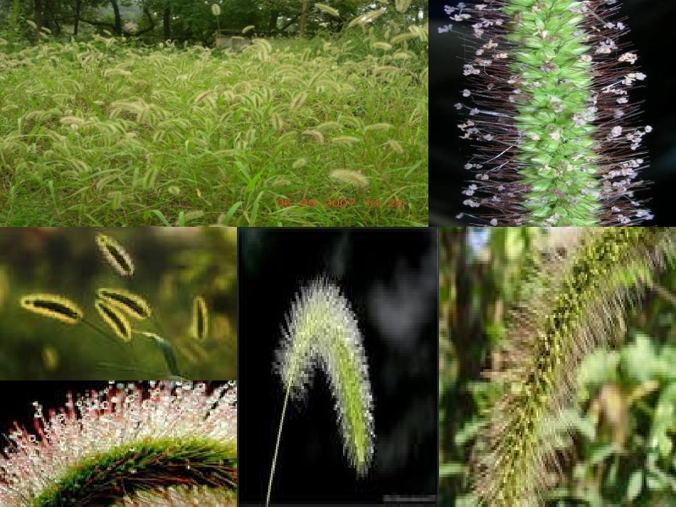 《大树和小草》植物PPT课件[教科版三年级科学上册]_第3页