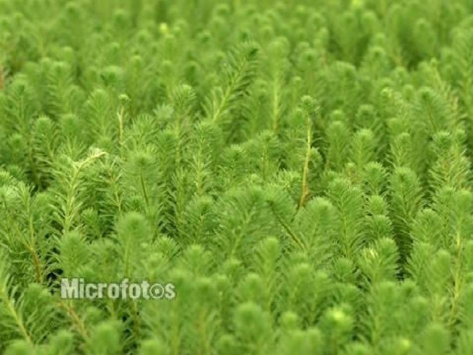 《水生植物》植物PPT课件[教科版三年级科学上册]_第3页