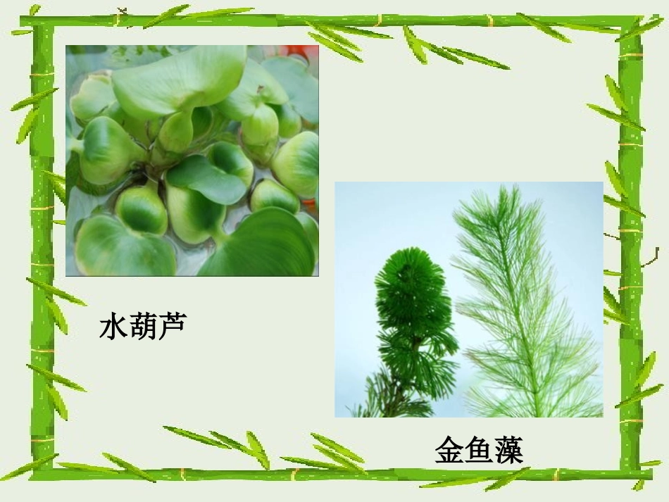 《水生植物》植物PPT课件[教科版三年级科学上册]_第2页