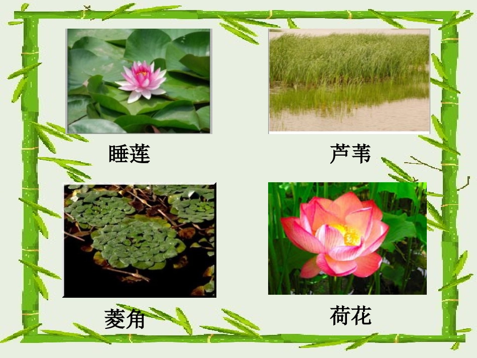 《水生植物》植物PPT课件[教科版三年级科学上册]_第3页