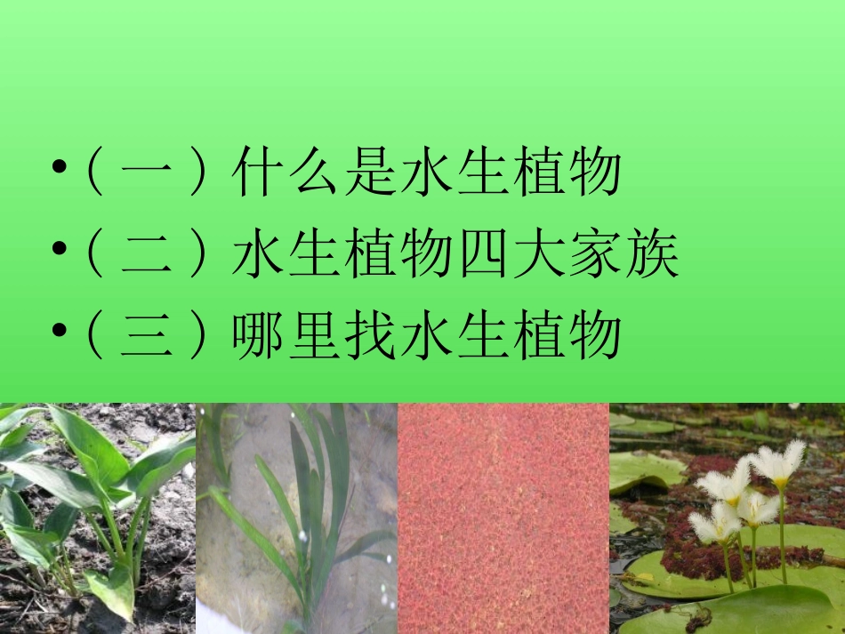 《水生植物》植物PPT课件[教科版三年级科学上册]_第2页