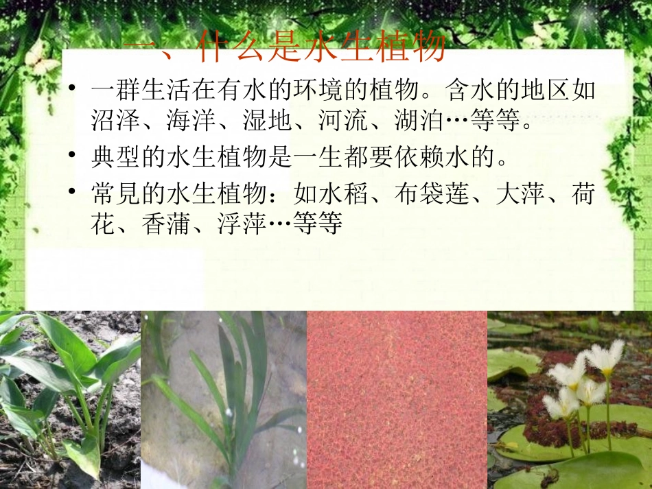 《水生植物》植物PPT课件[教科版三年级科学上册]_第2页