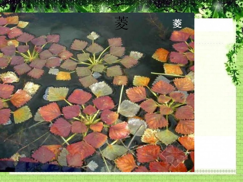 《水生植物》植物PPT课件[教科版三年级科学上册]_第3页