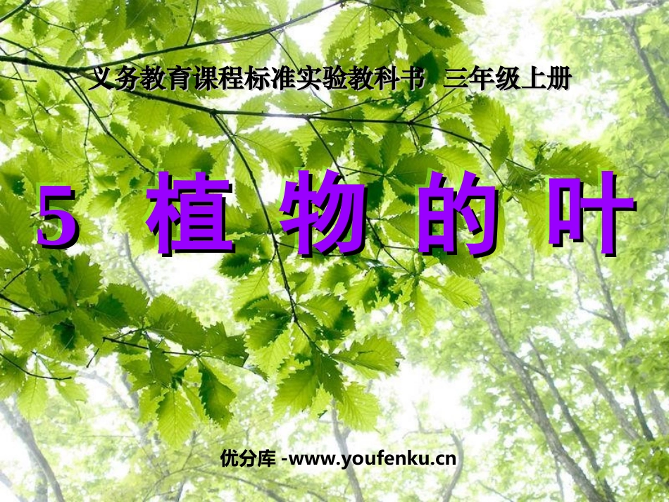 《植物的叶》植物PPT课件[教科版三年级科学上册]_第1页