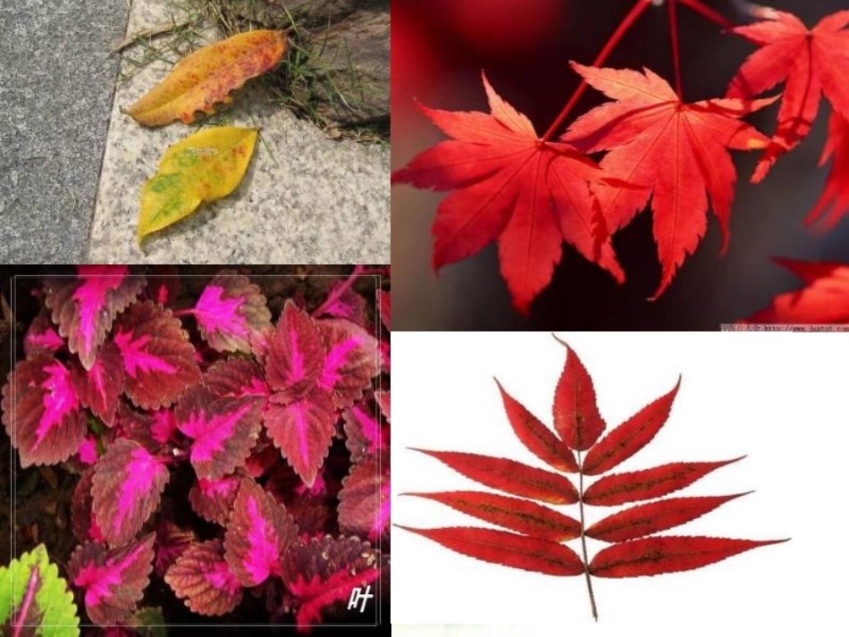 《植物的叶》植物PPT课件[教科版三年级科学上册]_第3页