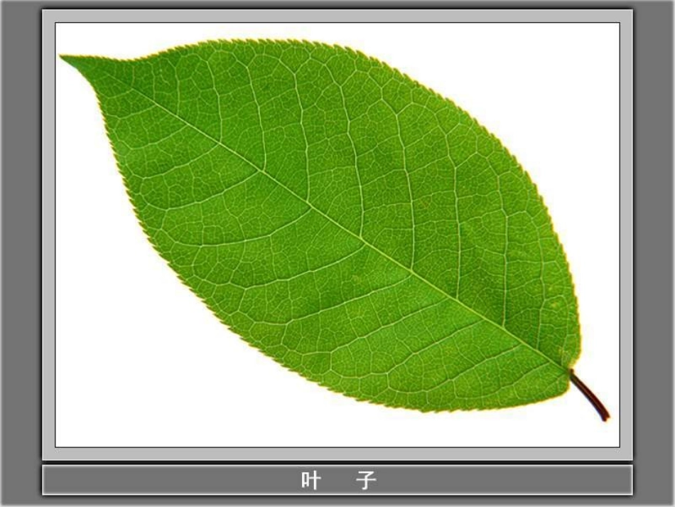 《植物的叶》植物PPT课件[教科版三年级科学上册]_第2页