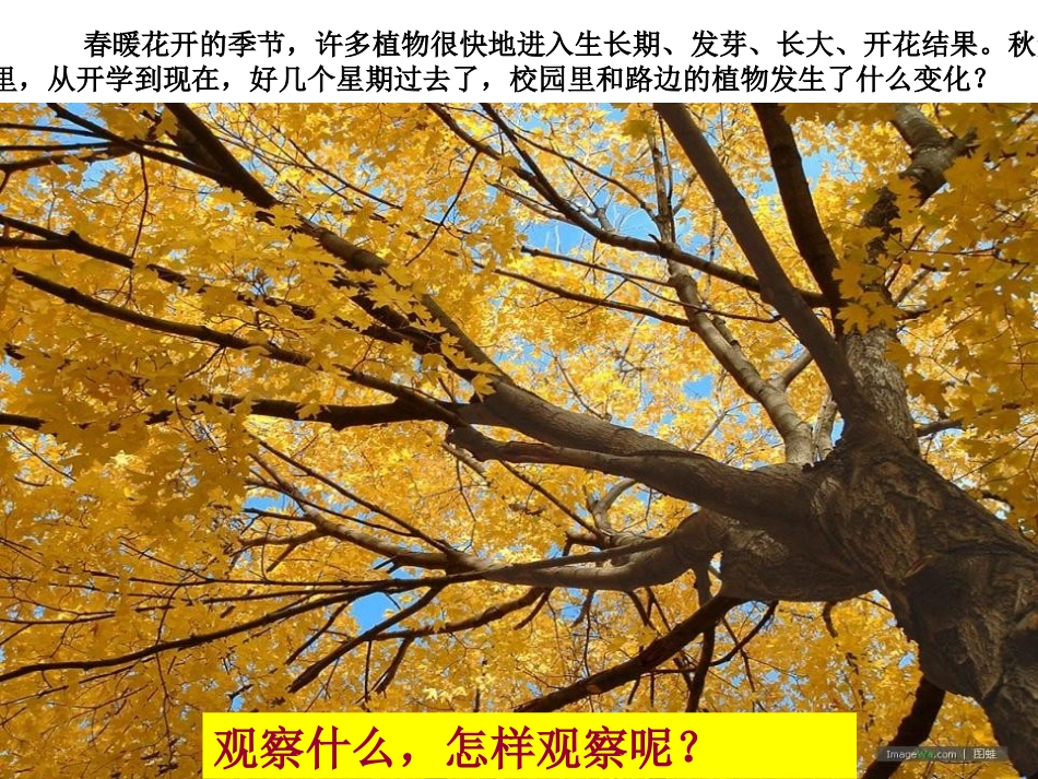 《植物发生了什么变化》植物PPT课件[教科版三年级科学上册]_第1页