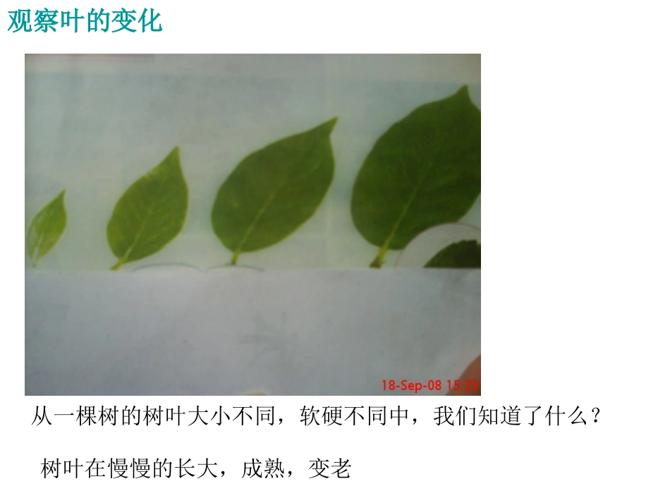 《植物发生了什么变化》植物PPT课件[教科版三年级科学上册]_第2页