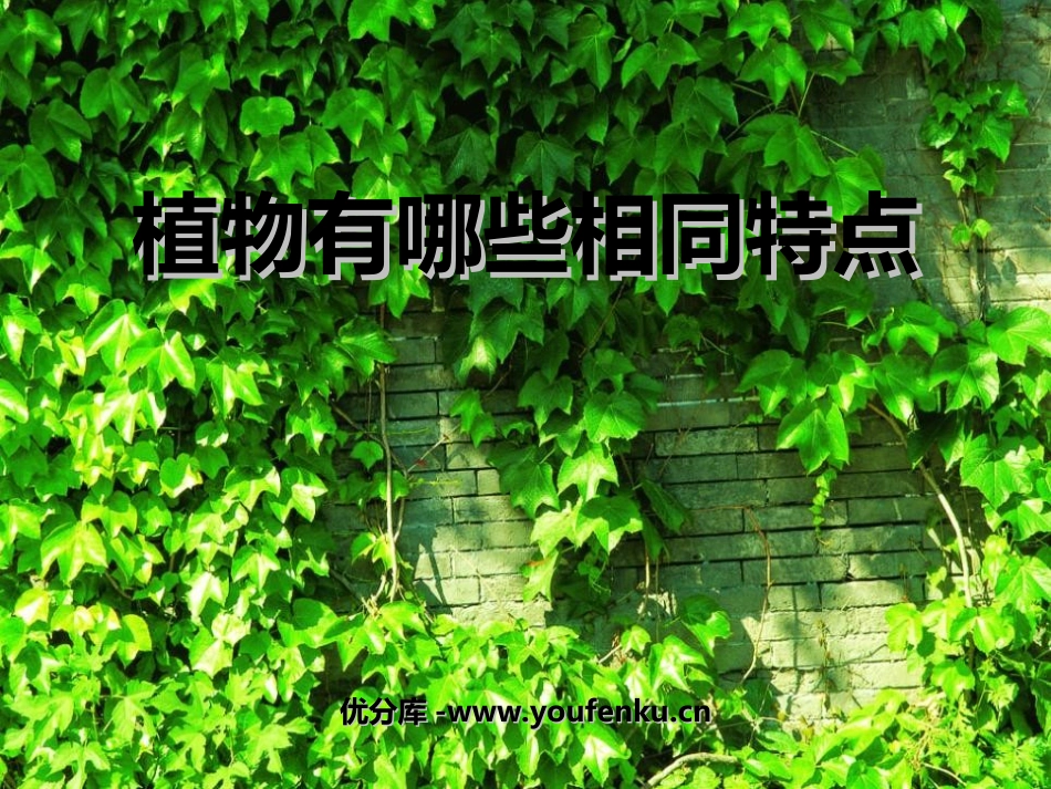 《植物有哪些相同点》植物PPT课件[教科版三年级科学上册]_第1页