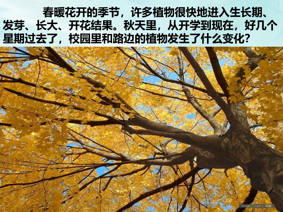 《植物有哪些相同点》植物PPT课件[教科版三年级科学上册]_第2页