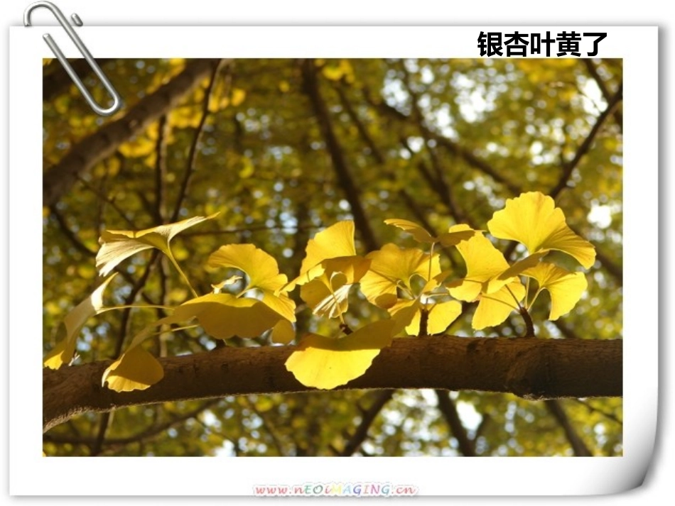 《植物有哪些相同点》植物PPT课件[教科版三年级科学上册]_第3页
