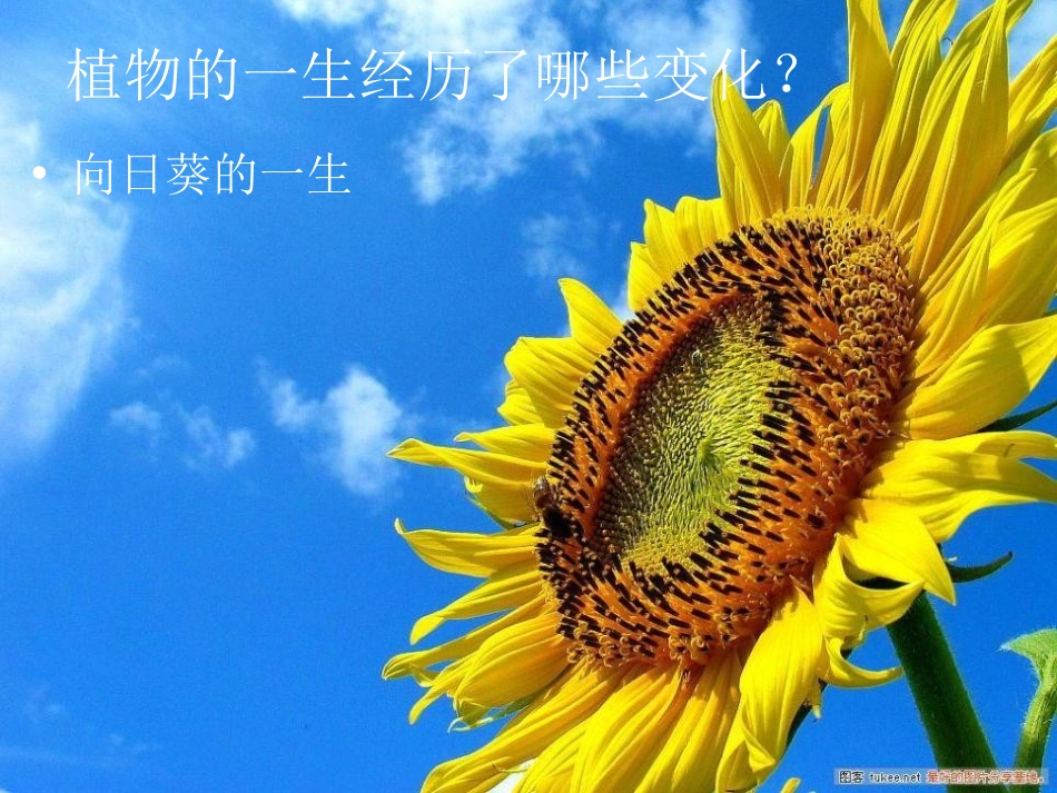 《植物有哪些相同点》植物PPT课件[教科版三年级科学上册]_第3页