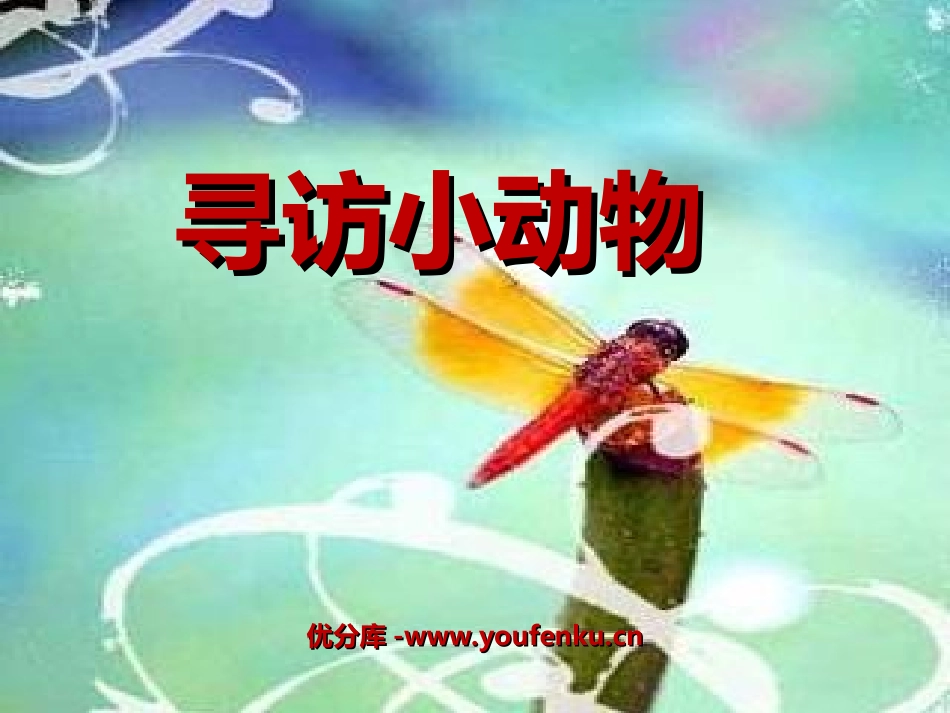 《寻访小动物》动物PPT课件[教科版三年级科学上册]_第1页