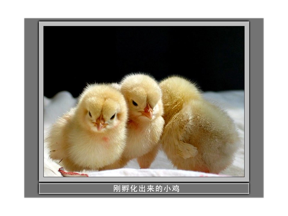 《寻访小动物》动物PPT课件[教科版三年级科学上册]_第2页