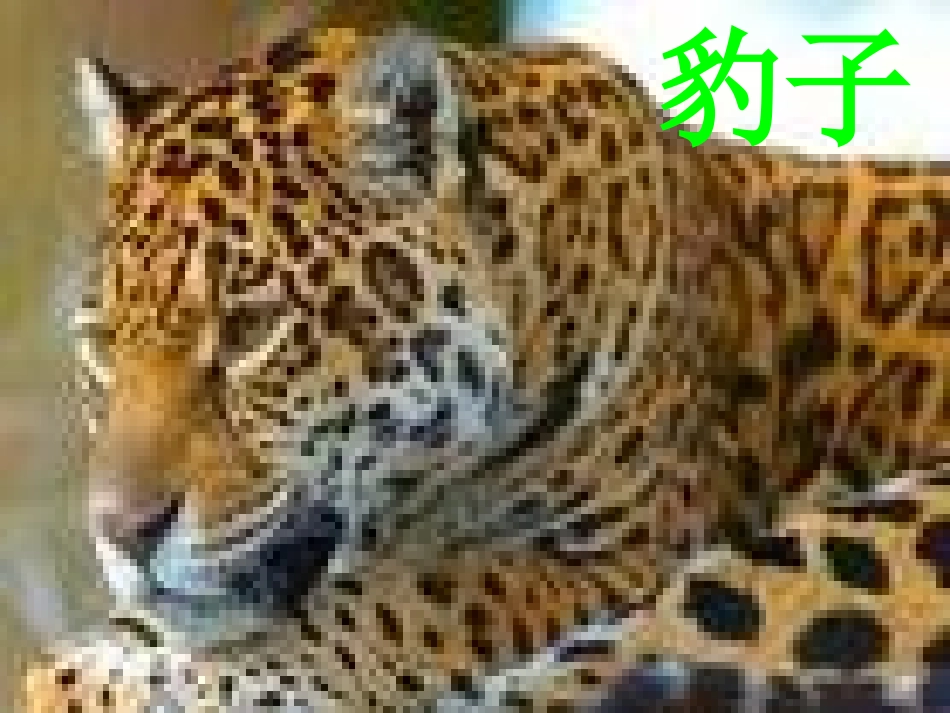 《寻访小动物》动物PPT课件[教科版三年级科学上册]_第2页