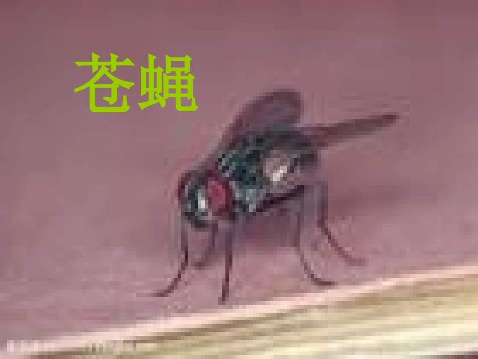 《寻访小动物》动物PPT课件[教科版三年级科学上册]_第3页