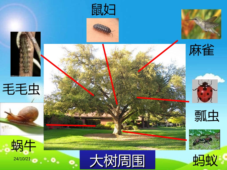 《寻访小动物》动物PPT课件[教科版三年级科学上册]_第3页