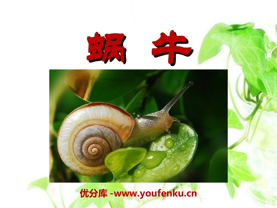 《蜗牛》动物PPT课件[教科版三年级科学上册]_第1页