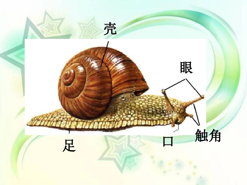 《蜗牛》动物PPT课件[教科版三年级科学上册]_第3页