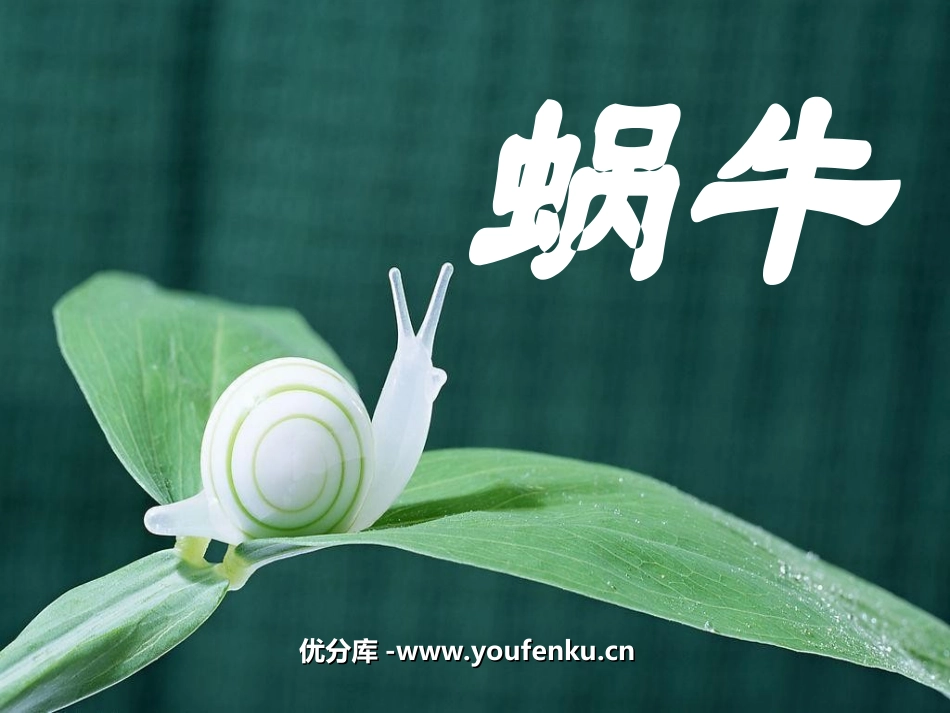《蜗牛》动物PPT课件[教科版三年级科学上册]_第1页