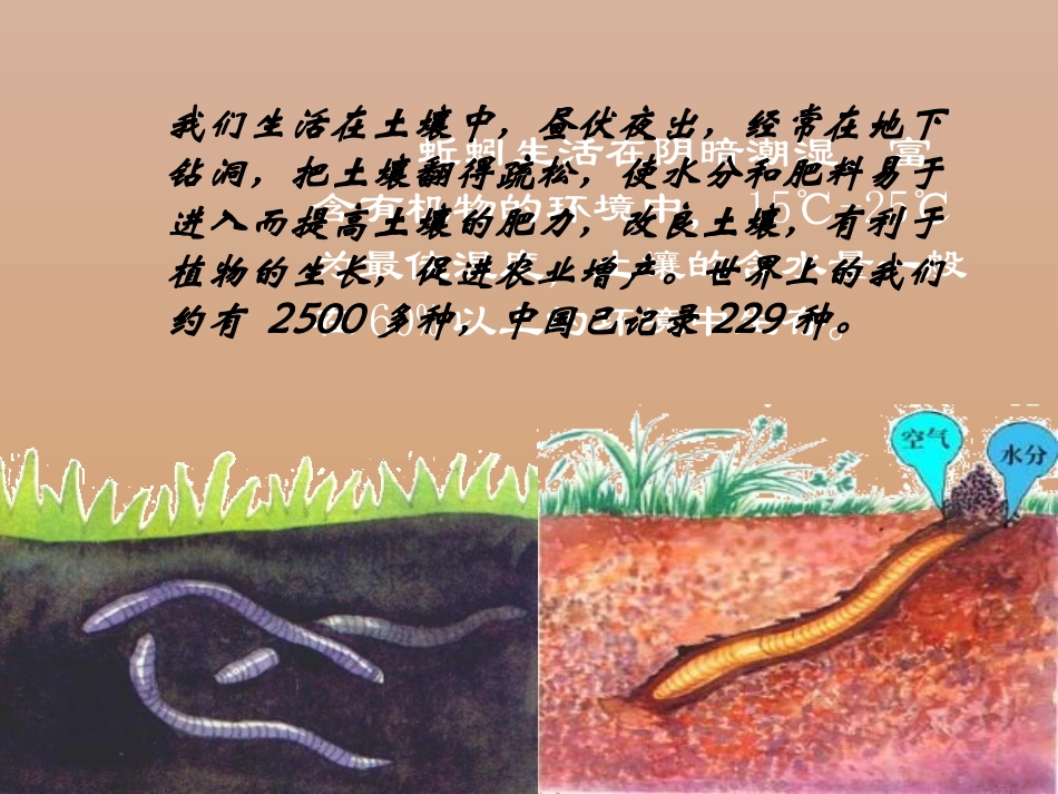 《蚯蚓》动物PPT课件[教科版三年级科学上册]_第2页