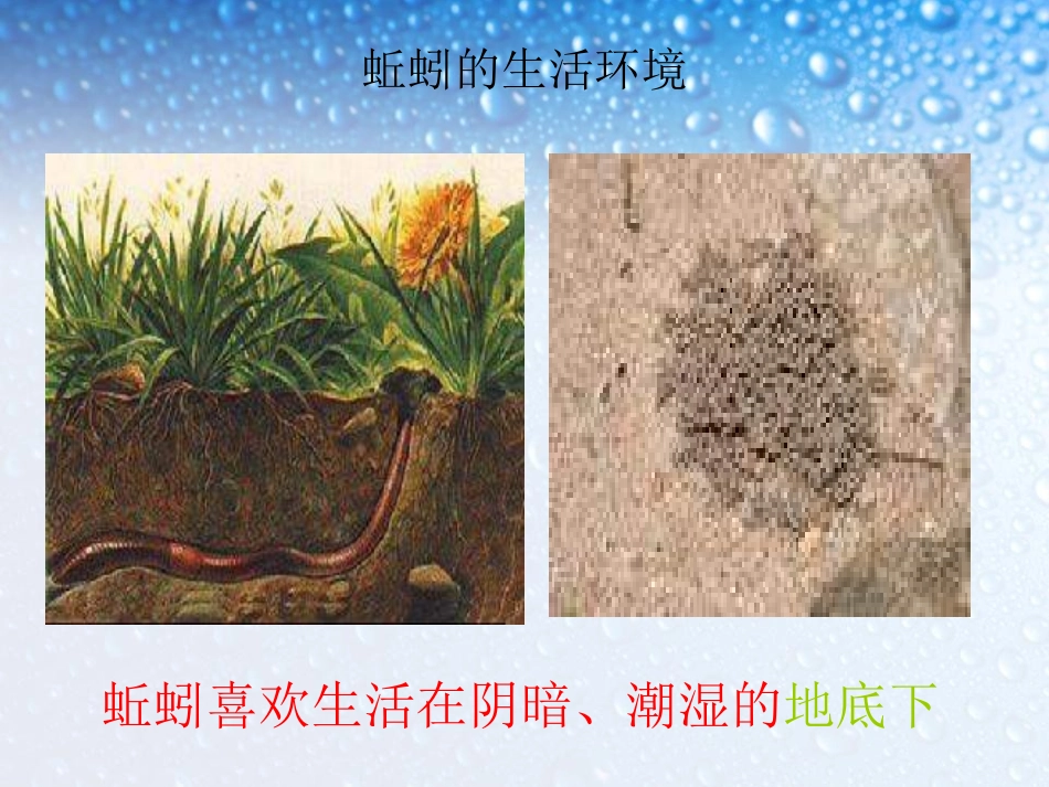《蚯蚓》动物PPT课件[教科版三年级科学上册]_第2页