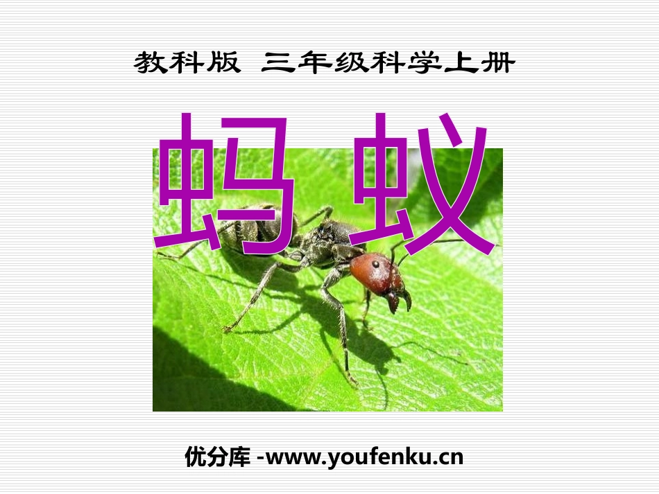 《蚂蚁》动物PPT课件[教科版三年级科学上册]_第1页