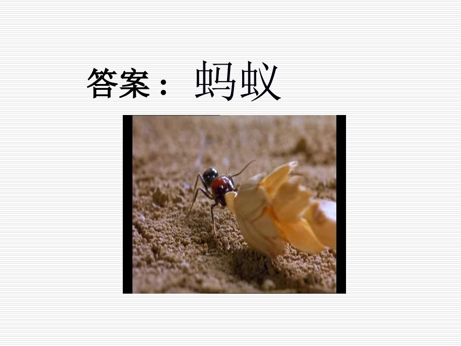 《蚂蚁》动物PPT课件[教科版三年级科学上册]_第3页