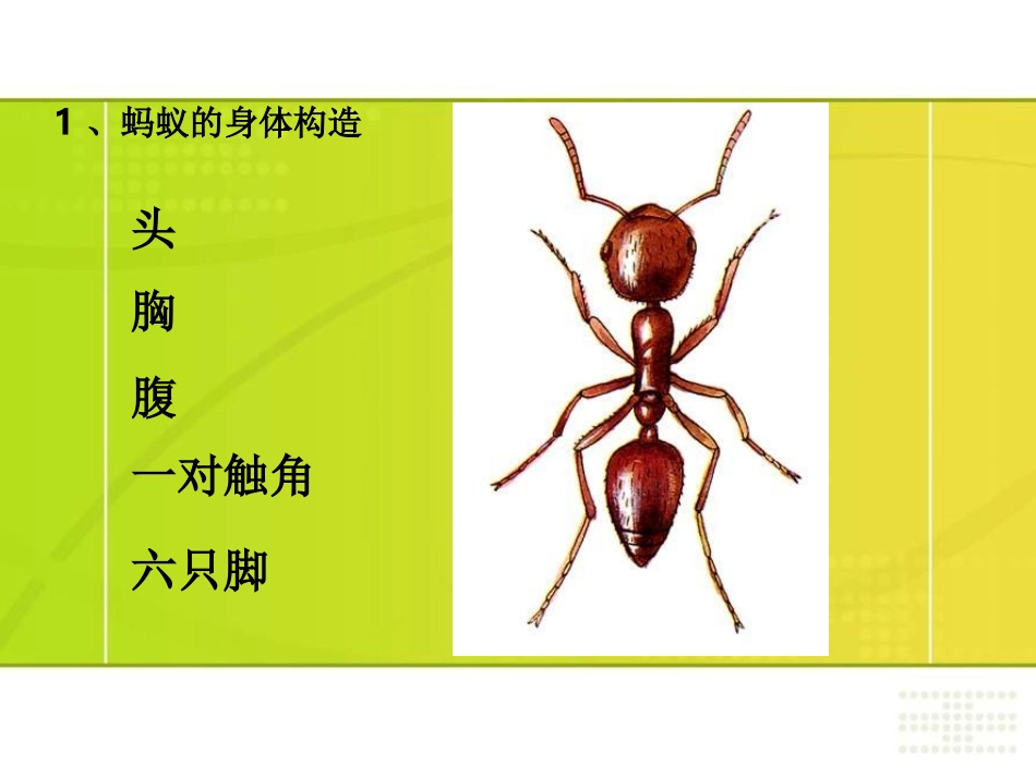 《蚂蚁》动物PPT课件[教科版三年级科学上册]_第2页