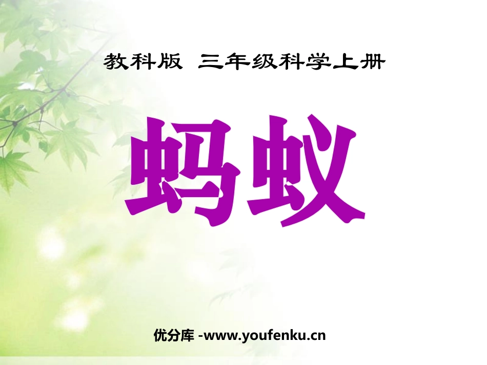 《蚂蚁》动物PPT课件[教科版三年级科学上册]_第1页