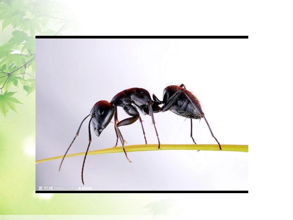 《蚂蚁》动物PPT课件[教科版三年级科学上册]_第2页