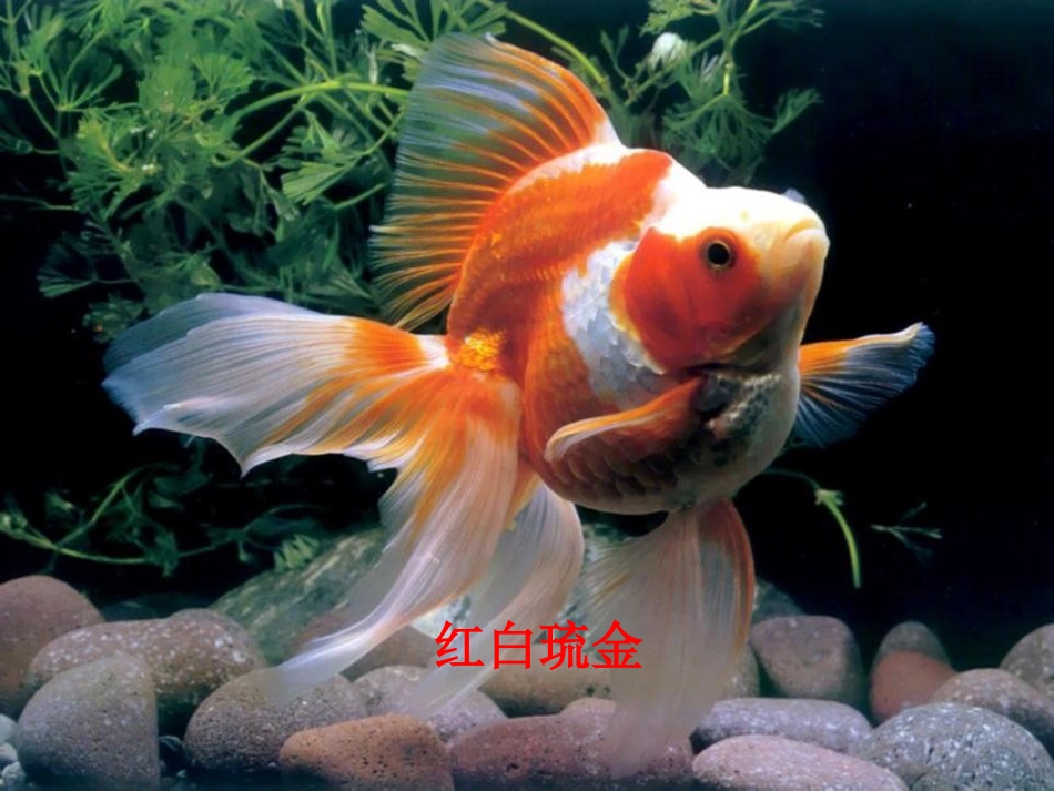 《金鱼》动物PPT课件[教科版三年级科学上册]_第3页