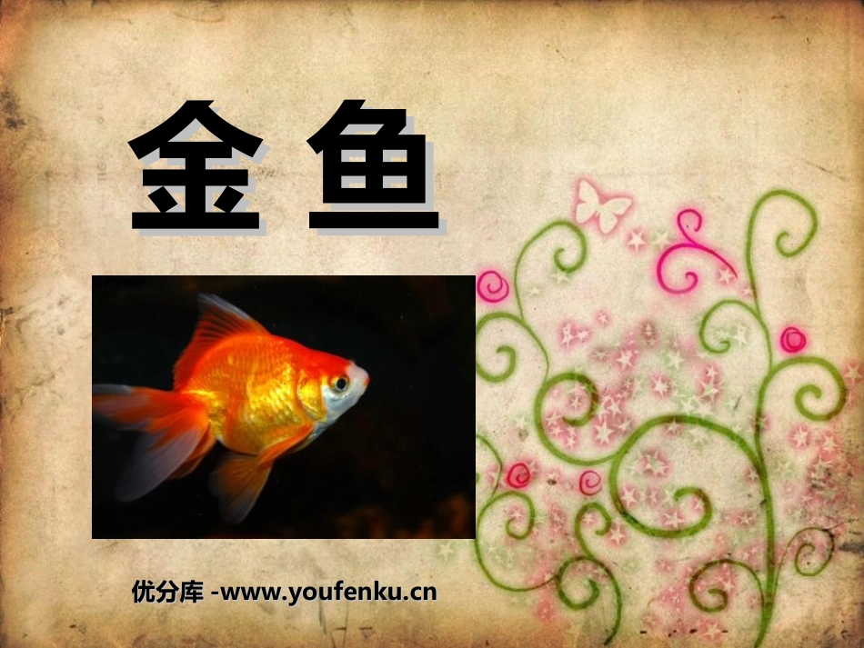 《金鱼》动物PPT课件[教科版三年级科学上册]_第1页
